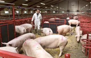 Uitval zeugen in Denemarken daalt bijna een procent in 2025