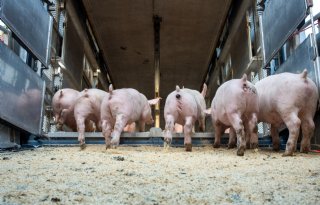 Biggen- en vleesvarkensprijzen maken pas op de plaats