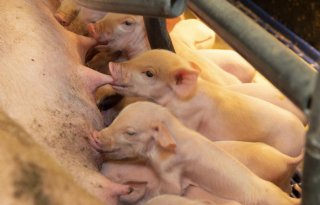 Europese+Commissie+erkent+twee+nieuwe+methoden+voor+nooddoding+van+dieren