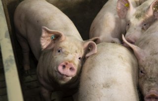 Europese+groei+varkensproductie+houdt+prijzen+onder+druk