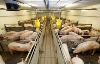 ForFarmers houdt varkensvoerafzet op peil ondanks krimp varkensstapel