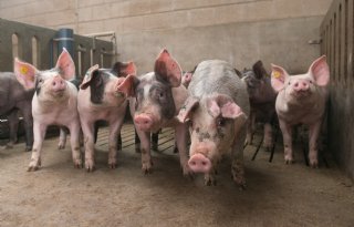 Geldtekort dreigt voor vleesvarkenshouders op vrije markt