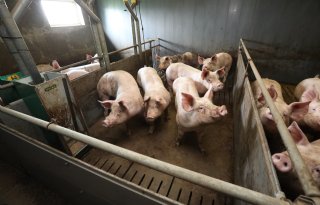 Vlaamse+varkenssector+verliest+terrein