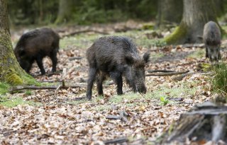 Wekelijks nieuwe pestgevallen in Spanje