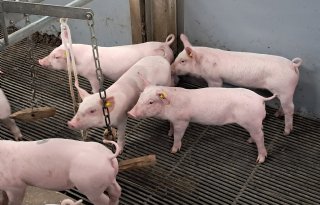 Minder+welzijnsovertredingen+bij+varkensbedrijven+in+2025