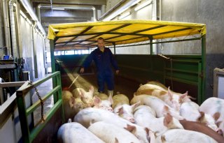 Deense slachterij benut slachtcapaciteit in Duitsland