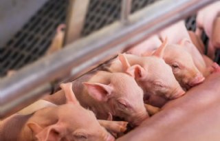 Poolse varkenssector krimpt verder: kwart van de bedrijven verdwenen sinds 2023