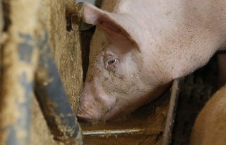 Afzet vochtrijke diervoeders bij varkens daalt ruim 5 procent