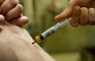 Royal GD monitort komende tien jaar diergezondheid in Nederland