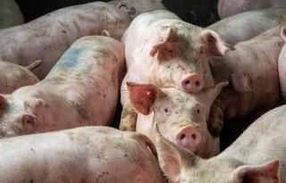 Meeste varkensprijzen in Europa blijven stabiel
