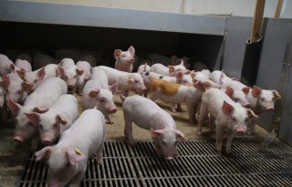 Erkens positief over daling antibioticagebruik gespeende biggen