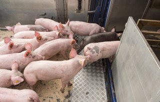 Veewagens belangrijke bron van virusverspreiding tussen varkensbedrijven