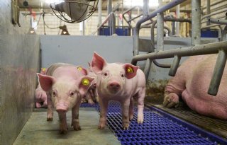 Noteringen biggen en vlees komen niet van de plaats