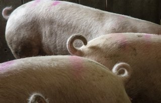 AMvB Dierwaardige veehouderij: dit verandert er voor varkenshouders