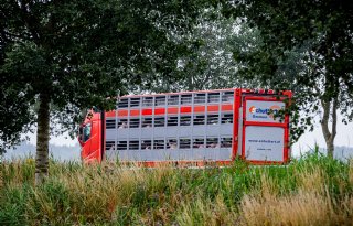 Tekort aan NVWA-keurmeesters belemmert afvoer van varkens