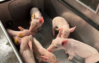 Op een nette manier afscheid nemen van wrakke biggen en varkens is haalbaar