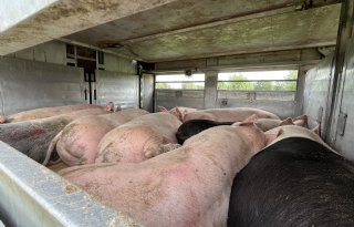 Relaxed op reis naar het slachthuis