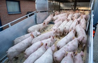 Biggenprijs volgt prijsduikeling vleesnotering