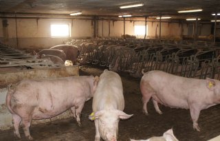 Deense overheid zet bouw reguliere varkenshouderij tijdelijk stop