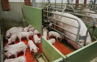 Veel biggen spenen die ook voer opnemen