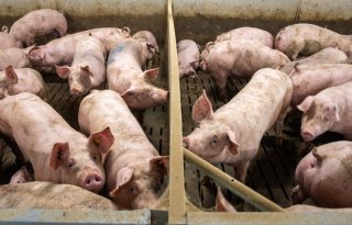 Varkenshouders profiteren van lagere DGF-heffing, ondanks hogere begroting