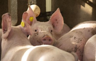 Vergunningen Achterhoekse varkensbedrijven opnieuw tegen het licht gehouden
