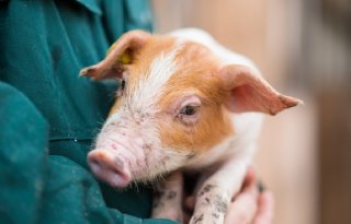 Heihoef haalt Heyde Hoeve-concept naar Noord-Nederland