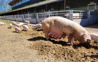 Zonvarkenconcept vermindert broeikasgasemissies fors