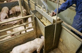Nederlandse kostprijs varkens blijft in 2025 stabiel op 1,82 euro