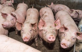 Rekentool geeft varkenshouders inzicht in CO2-voetafdruk