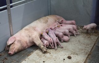 Aantal biggen zegt niet alles over rendement van zeug
