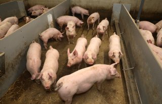 Partij voor de Dieren wil strengere wettelijke eisen voor dierenwelzijn