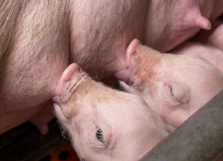 Van voer tot resultaat: van gezonde zeug naar succesvolle biggen