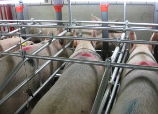 Vruchtbaarheid managen in de zomer