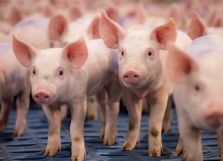 Meer PRRS, meer antibiotica