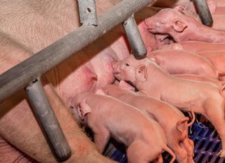 Diermeel in zeugenvoer: duidelijke plus in de kraamstal