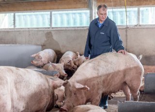 Houd zeugen koel en productief om hittestress te voorkomen