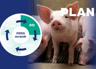 PRRS lijkt voorbij. Maar waarom blijven de resultaten achter?