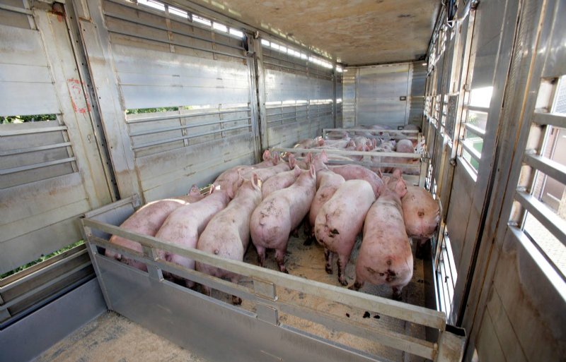 Gezonde varkens kunnen ook als ze een bemerking hebben op transport.