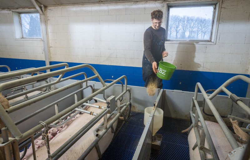 Vanaf de veertiende dag na het werpen verstrekt Liefting speen-Krusli van ABZ Diervoeding via de droogvoerbakjes.