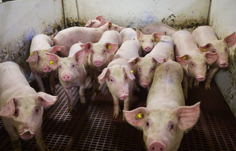 De trots van Joost van der Pas zijn, naast zijn gezin, zijn nieuwsgierige en vitale Duroc-biggen.