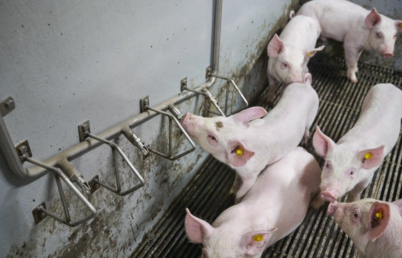 'Biggen willen in groepjes voer opnemen en drinken. Als ze te lang moeten wachten, leidt dat tot ongewenst gedrag', vertelt Marlies Jacobs. 'Dit hebben we getackeld door te investeren in een drinkbar met vier nippels in oplopende hoogte.'