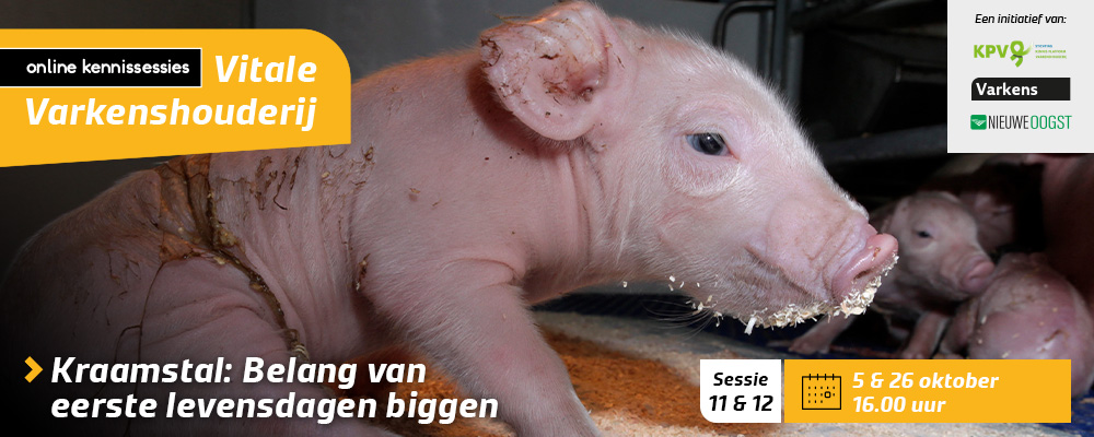 Oogsten in de kraamstal